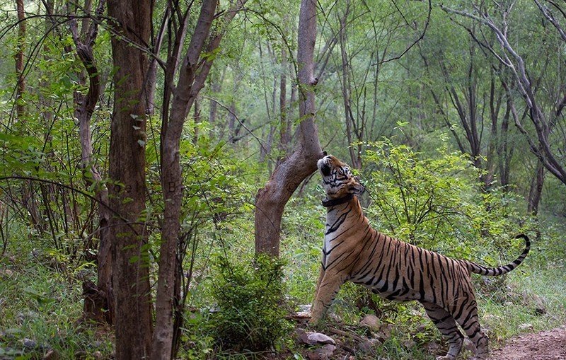 Sariska - Tiger Reserve